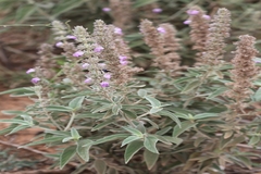 Anisomeles malabarica